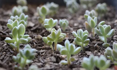 5 loại cây “cứ trồng là sống”, người bận rộn vẫn chăm xanh tốt