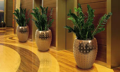 3 loại cây trồng trong nhà dễ “hút tài lộc”, càng xanh càng may mắn