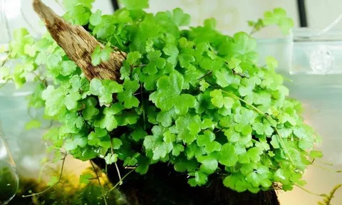 Từ vườn quê đến bàn ăn "hoàng gia": món này đang “hot” ở miền Nam