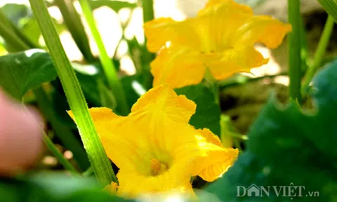 Loại hoa dân dã bất ngờ “lên đời” nhờ khả năng chống oxy hóa, ngừa ung thư