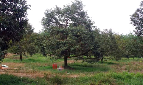 Phát hiện người đàn ông tử vong cạnh súng hơi ở vườn sầu riêng: Hiện trường lạnh người