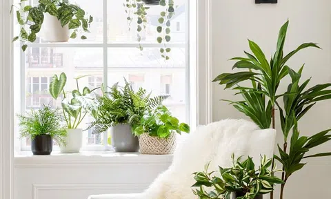 Loạt cây xanh đang được dân văn phòng săn lùng để “giải tỏa stress"