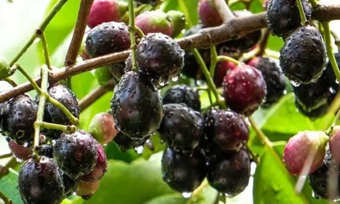 Loại quả từng rụng đầy gốc, nay thành “đặc sản”: Ít ai biết công dụng cực tốt cho sức khỏe