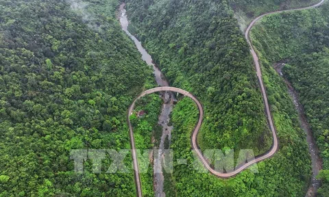 Phát hiện loài hoa tím tuyệt đẹp “me đá Động Châu” trong rừng nguyên sinh Quảng Trị