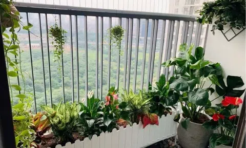 Top cây cảnh mini vừa đẹp vừa dễ chăm cho người ở chung cư