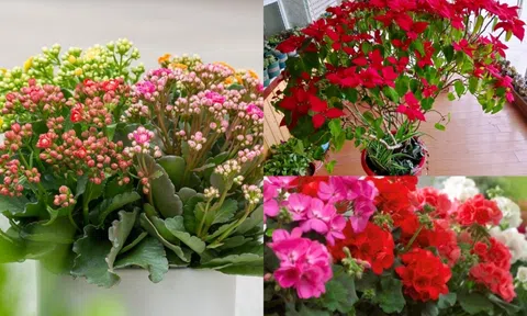 Gợi ý các loại hoa dễ trồng, ít chăm mà vẫn rực rỡ quanh năm