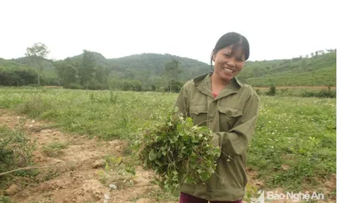 Top những loại rau “nhà quê” hóa hàng hiếm, giá không hề rẻ vẫn được "săn đón"