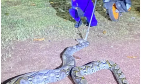 Quái vật dài hơn 5m tấn công vật nuôi trong đồn điền, nông dân sốc nặng