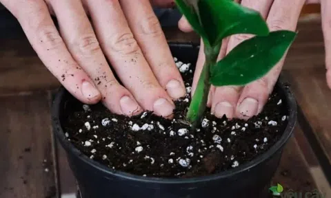 Những loại cây “càng tối càng xanh”: Giải pháp cho nhà thiếu ánh sáng