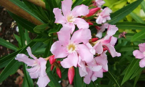 Những loại cây có độc không nên trồng trong nhà có trẻ nhỏ