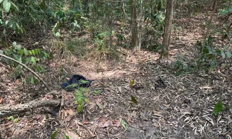Phát hiện thi thể người đàn ông trong rừng phòng hộ Dầu Tiếng