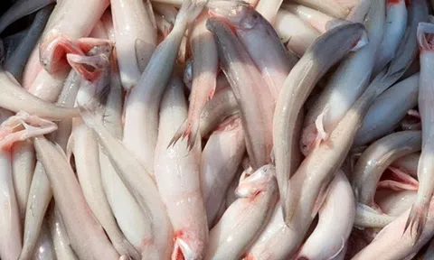 Loài cá xưa ít ai chú ý, giàu omega-3 không thua cá hồi, nay thành “của hiếm” giá cao vẫn cháy hàng