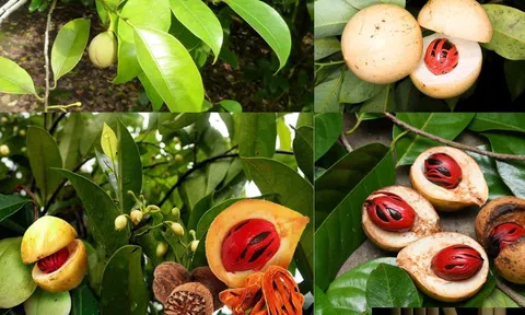 Loại gia vị không phổ biến trong bữa ăn, nhưng lại là “mỏ vàng” xuất khẩu, giúp Việt Nam thu hơn 9 triệu USD