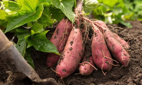 Từng là món ăn của nhà nghèo, nay thành thực phẩm giàu dinh dưỡng, tốt cho sức khỏe, nhà giàu ưa dùng