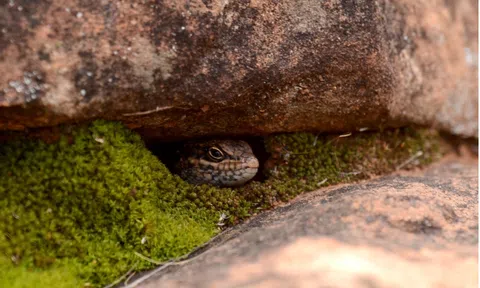 Phát hiện “kẻ ẩn mình” chưa từng được khoa học ghi nhận trước đây, chỉ sống trong hẻm núi đá biệt lập