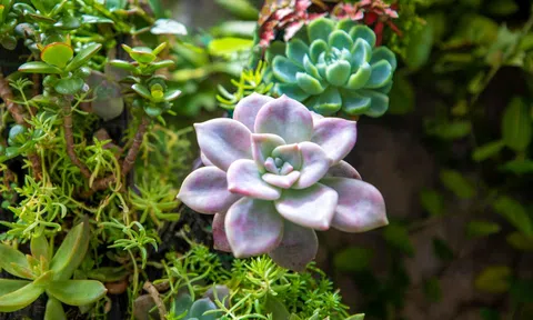 Những “ngôi sao” cây cảnh đang thống trị mạng xã hội hiện nay