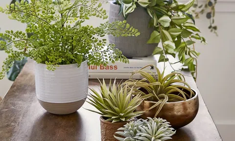 Vì sao cùng một loại cây, nhà người khác lại đẹp hơn hẳn nhà bạn?