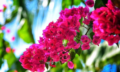 Chăm quá tay có thể khiến hoa giấy kém nở: 4 nguyên tắc “ngược đời” giúp cây bung hoa rực rỡ