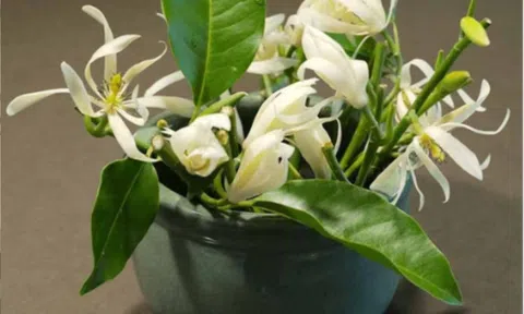 Tưởng tốt cho nhà, 5 loại cây này lại âm thầm gây hại khi đặt trong phòng kín