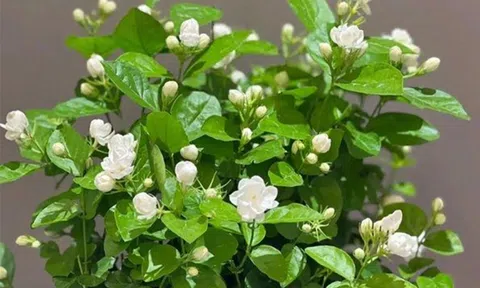 Loài hoa dân dã trong vườn nhà, vừa làm cảnh vừa tốt cho sức khỏe