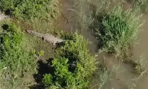 Video gây rùng mình: Sĩ quan cảnh sát Nam Phi đu trực thăng, tiếp cận cá sấu nặng 500kg nghi ăn thịt người
