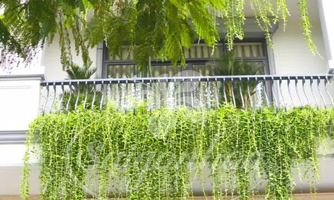 Những loại cây tưởng vô hại nhưng lại dễ gây dị ứng, nhiều nhà đang trồng