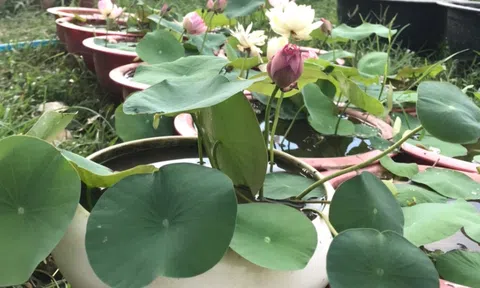 Loài hoa tượng trưng cho sự thanh cao, nhiều người trồng trước nhà để hút tài lộc