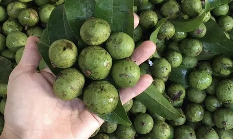 Đừng bỏ lỡ: Mẹo bảo quản sấu đơn giản, để cả năm vẫn tươi ngon