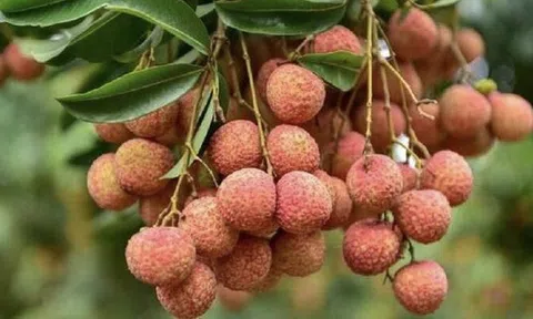 Vải thiều bảo quản theo cách này, để cả năm vẫn tươi ngon