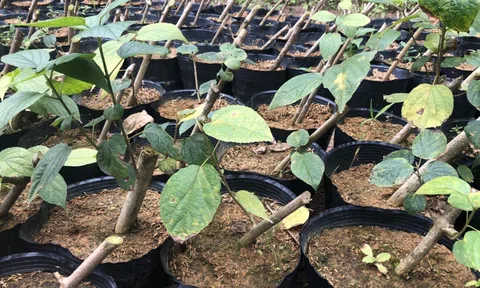 Loài cây mọc hoang ở Thái Nguyên từng bị săn lùng bán sang Trung Quốc, nay được phát hiện có tiềm năng hỗ trợ xương khớp