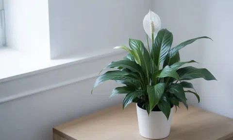 Trồng loại cây này trong nhà, vừa lọc không khí, vừa làm mát nhà cực hiệu quả
