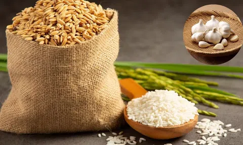 Gạo để lâu vẫn trắng thơm, không lo mối mọt nếu áp dụng những mẹo bảo quản này