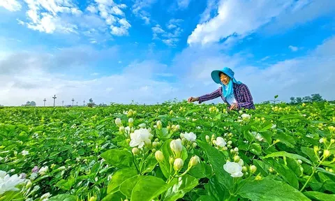Loài hoa nhỏ tạo nên ngành công nghiệp tỷ USD tại Trung Quốc