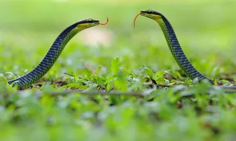 Rắn bò vào nhà: Đừng vội nghĩ đến điềm báo, đây mới là điều gia chủ cần làm