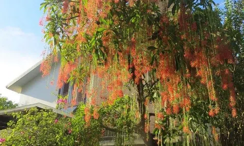 4 lý do lộc vừng được nhiều gia đình có nhà rộng ưa chuộng, không chỉ vì chữ “lộc”