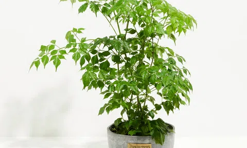 5 lý do cây hạnh phúc ngày càng được ưa chuộng, vừa đẹp nhà vừa mang ý nghĩa may mắn