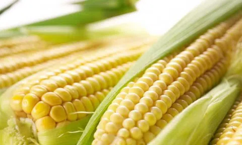 Ngô là món rất "độc" với những người này, chớ dại ăn nhiều kẻo hối hận
