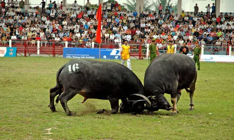 Chuyện “Ông Trâu” ở Đồ Sơn
