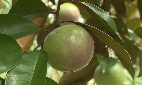 Những lợi ích không ngờ từ trái vú sữa