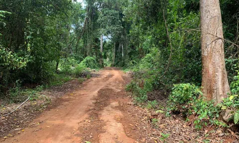 Chủ tịch xã chỉ đạo thi công nhiều tuyến đường trên đất rừng tự nhiên