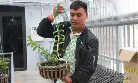 "Đại gia" lan đột biến Quảng Ninh có dấu hiệu sử dụng hóa đơn bất hợp pháp