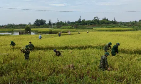 Xúc động mùa giãn cách: Áo xanh bộ đội trên cánh đồng vàng