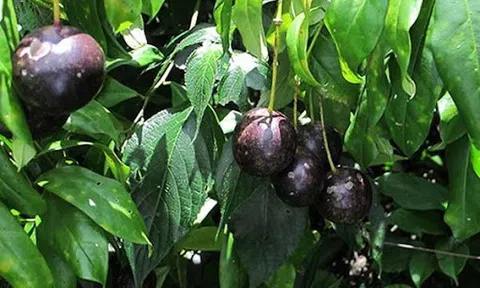Vụ 17 học sinh ngộ độc, có 1 em tử vong ở Lào Cai: Cảnh báo mối nguy hiểm từ quả hồng châu
