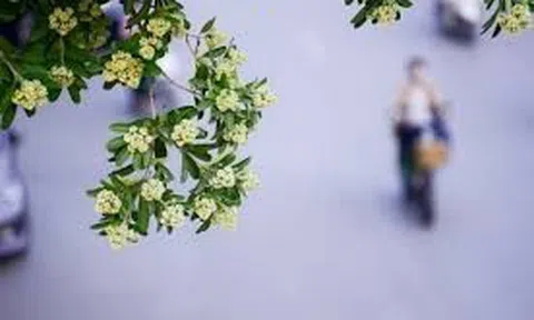 Thư viết cho người đã đi qua mùa thu và hoa sữa