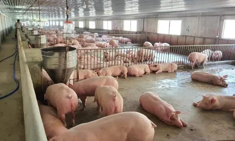 Giá lợn hơi giảm sâu, nhiều người nông dân “đứng ngồi không yên”