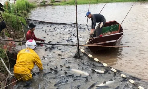 Đắng lòng người nuôi cá “gánh” nợ hàng chục tỷ đồng do dịch COVID-19