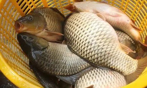 8 loại cá cực bổ dưỡng mà các bà nội trợ thông minh chắc chắn không bỏ qua