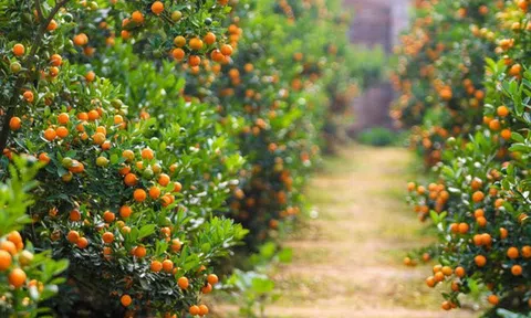 Nhà vườn trồng cây cảnh và nỗi lo dịp Tết