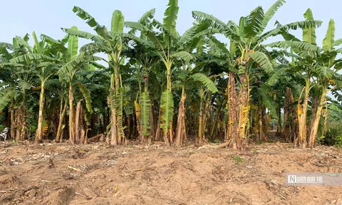 Hà Nội: Hàng nghìn m2 chuối sắp thu hoạch dịp Tết bị phá hoại