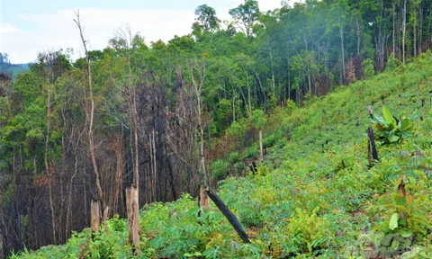 Thanh tra Chính phủ kết luận sai phạm đất ở Đồng Nai gần 500 tỷ đồng